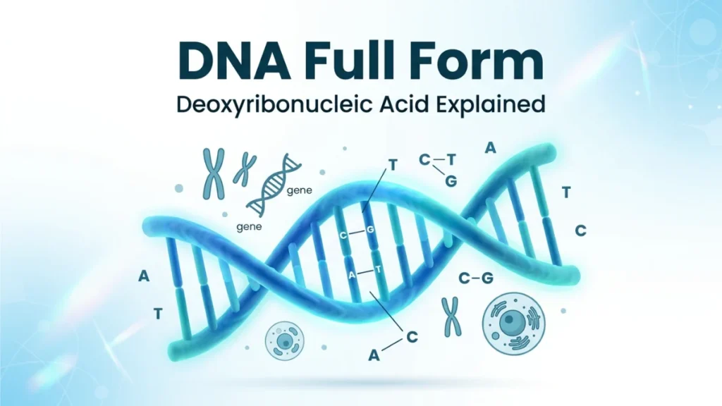 dna full form